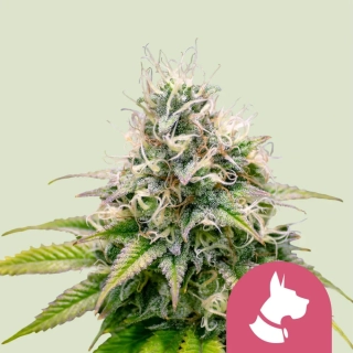 Royal Queen Seeds Kali Dog
