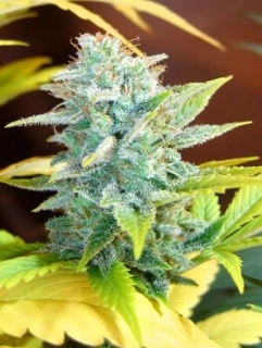 Mr. Nice Seeds Master Kush x Skunk 18ks regular
