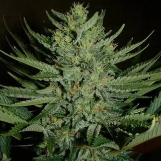 Mr. Nice Seeds Medicine Man 18ks regular