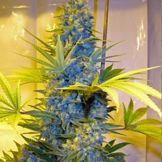 Mr. Nice Seeds NL5 x Afghan 18ks regular