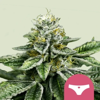 Royal Queen Seeds Sherbet Queen