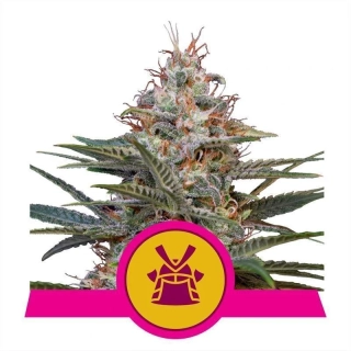 Royal Queen Seeds Shogun