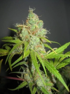  Mr. Nice Seeds NL5 x Haze 18ks regular 
