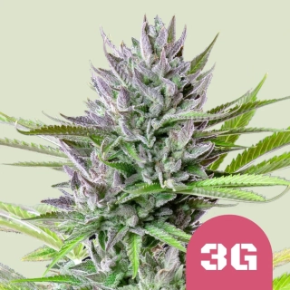 Royal Queen Seeds Triple G