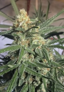  Mr. Nice Seeds NL5 x Haze/Skunk 18ks 