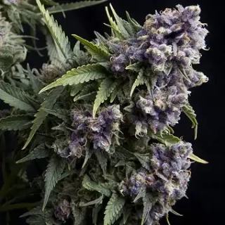 Delicious Seeds Auto Dark Purple