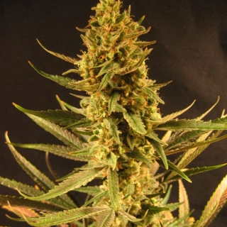  Mr. Nice Seeds Nordle 18ks regular