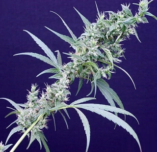 Mr. Nice Seeds Neville's Haze x Mango 18ks
