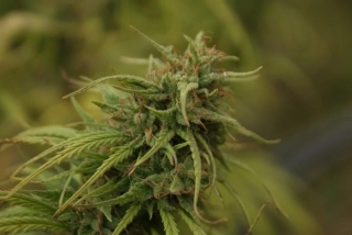Mr. Nice Seeds Neville's Skunk 18ks