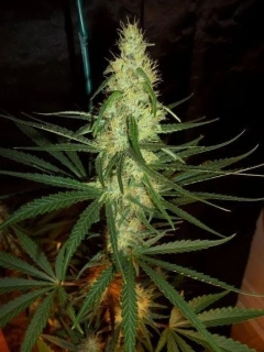 Mr. Nice Seeds Pink Floyd 18ks
