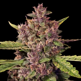 G13 Labs Berry Auto 5ks
