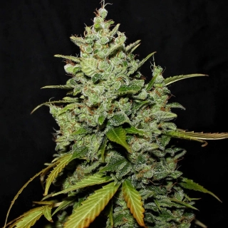 G13 Labs Diesel Auto 5ks