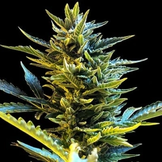 G13 Labs Bride Cake Auto 5ks