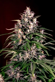 G13 Labs Dosi Auto 5ks