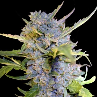 G13 Labs Fro-Yo Auto 5ks