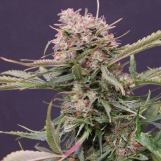 G13 Labs Gigabud Auto 5ks