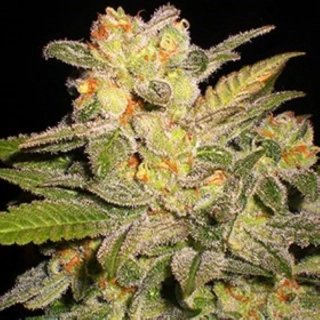 G13 Labs NL Auto 5ks