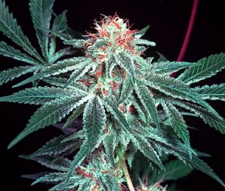 Mr. Nice Seeds Shark Shock 18ks regular