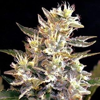 G13 Labs Sunset Vibes Auto 5ks