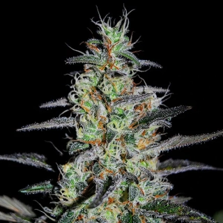 G13 Labs Blue Cindy 5ks