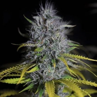 G13 Labs Blue OG 5ks