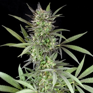 G13 Labs Blue Venom 5ks