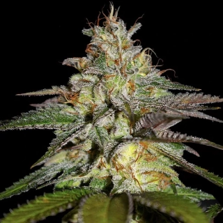 G13 Labs Blueberry Gum 5ks