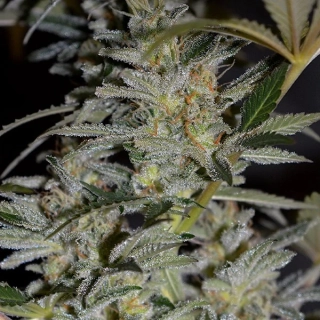 G13 Labs Blueberry Gum #2 5ks