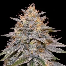 G13 Labs C99 5ks