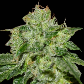 G13 Labs Chocolate Heaven 5ks