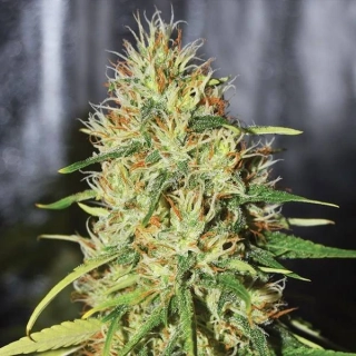 G13 Labs Double Black 5ks