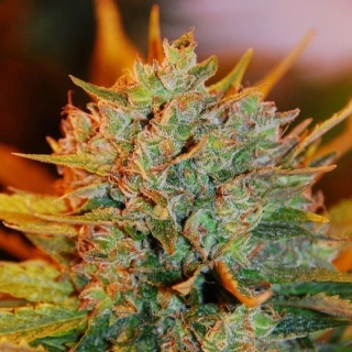 G13 Labs Gigabud 5ks