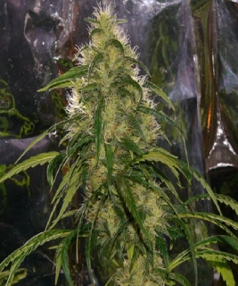 Mr. Nice Seeds Shit 18ks regular
