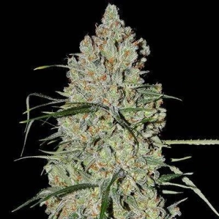 G13 Labs Pineapple Express #2 5ks