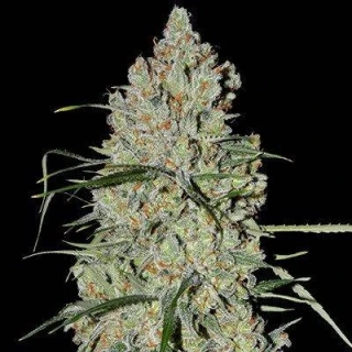 G13 Labs Pineapple Express 5ks