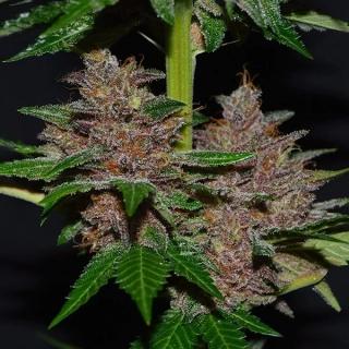 G13 Labs Purple Haze 5ks