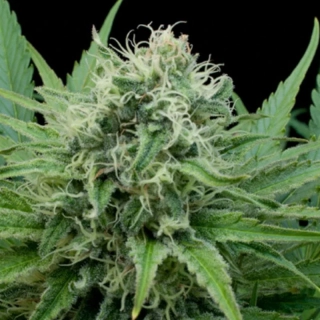 G13 Labs Raw Diesel 5ks