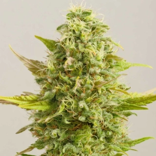 G13 Labs Royal Kush 5ks