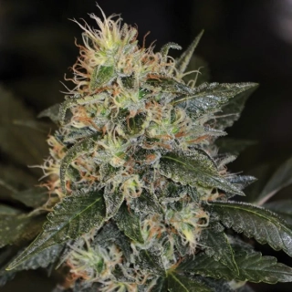 G13 Labs Skunk #1 5ks