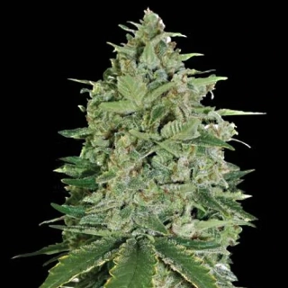 G13 Labs Super Skunk 5ks