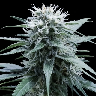 G13 Labs Sweet Amnesia 5ks