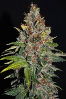 G13 Labs Tropical Punch 5ks