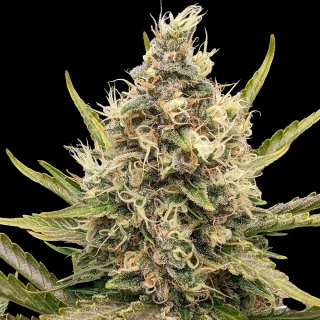 G13 Labs White Critical 5ks
