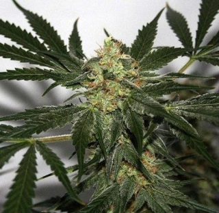 Mr. Nice Seeds Skunk Haze 18ks regular