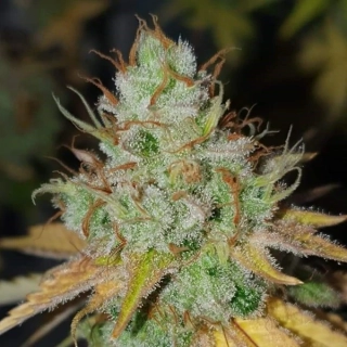 G13 Labs White Lavender 5ks