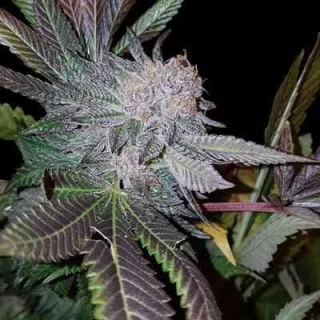 G13 Labs White Strawberries 5ks