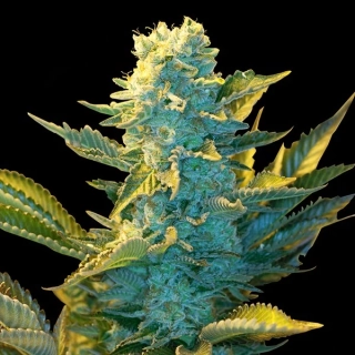 G13 Labs White Widow 5ks