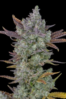 Natural Seeds Gorilla Glue XXL