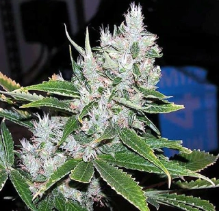 Mr. Nice Seeds Spice 18ks regular