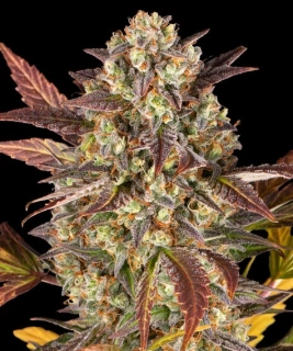Natural Seeds Original Amnesia Haze Auto